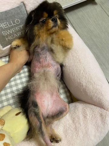 Kelly the Pomeranian Beats Black Skin Disease and Alopecia X