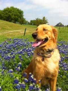Golden Retriever Regrows Hair after Five Months on DERMagic